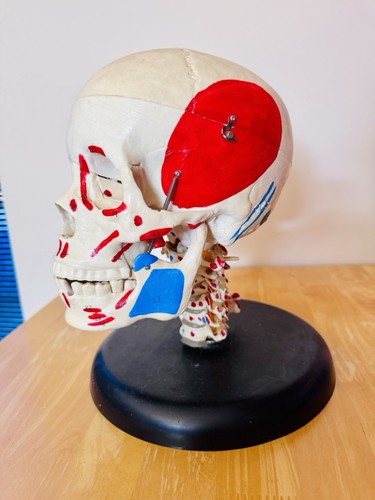 Life size human skull replica - life,