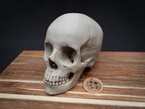 Life size human skull replica - size,