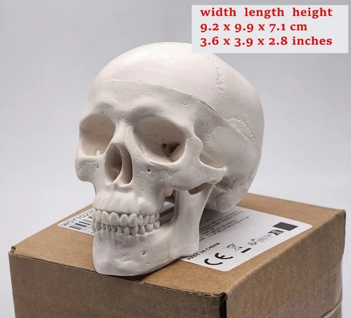 Human skull replica resin - replica,