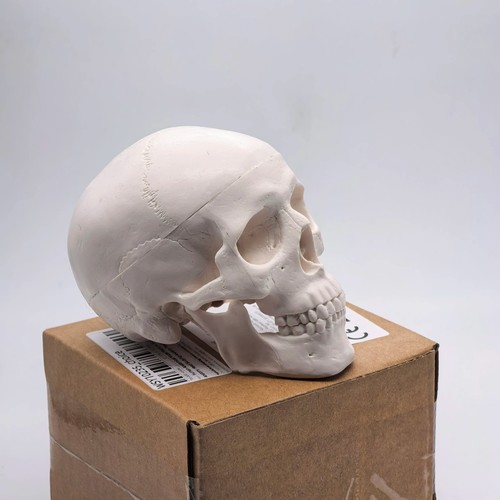 Human skull resin model - human,