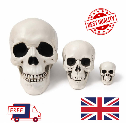 Human skull replica - skull,