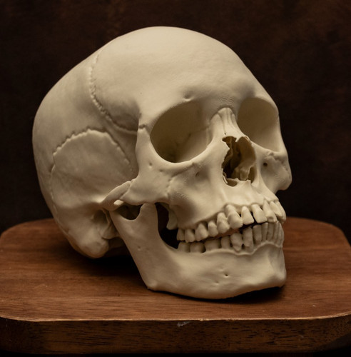 Female human skull - female,