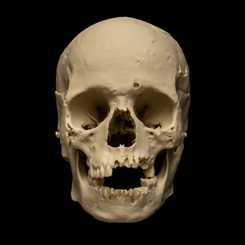 Human skull replica life - human, size