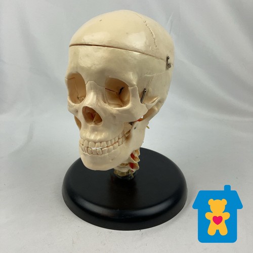 Anatomical human skull - human, model