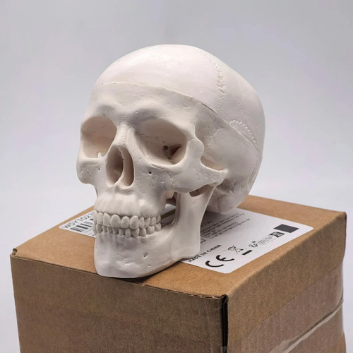 Human skull replica resin - human,