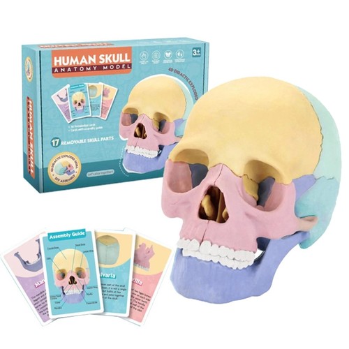 Medical skull model anatomy - medical,