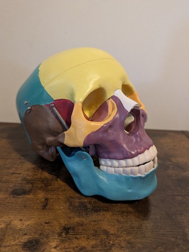 Vintage human skull - vintage,