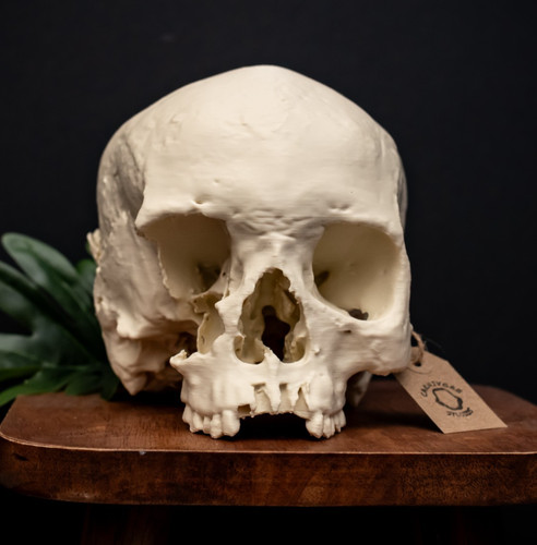 Human skull replica - human,