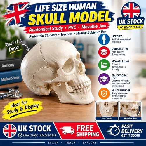 Life size human skull - human, model