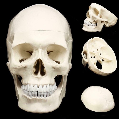 Pvc mini skull human - skull,