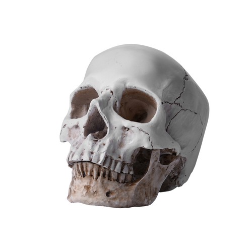 720g resin replica - resin, life