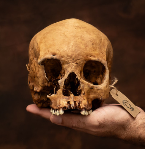 Hand painted human skull - human,