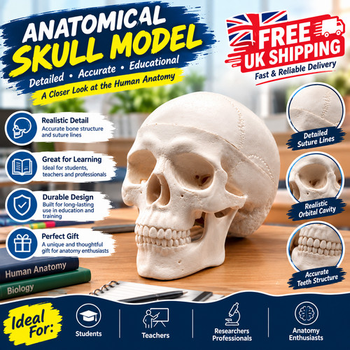 Human skull replica resin - uk,