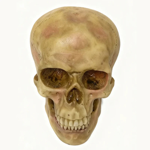 Lifesize realistic human - lifesize, skull