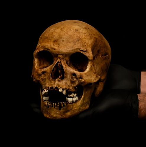 Hand painted human skull art - human,