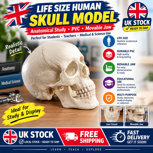 Life size human - size,