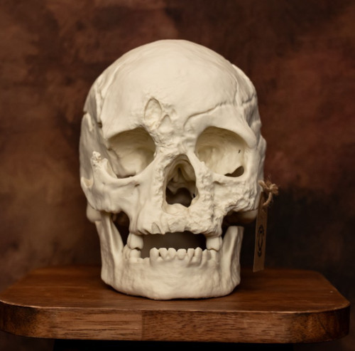 Human skull replica - human, life
