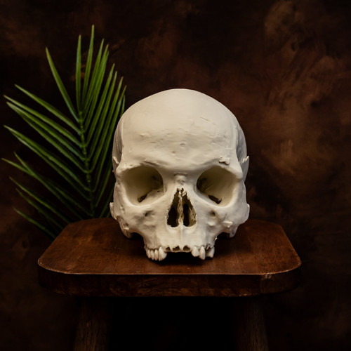 Human skull replica - skull, size