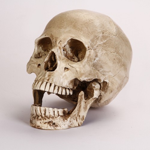 Lifesize realistic human skull - human,