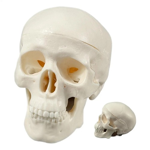 Human skull model for medical - skull,
