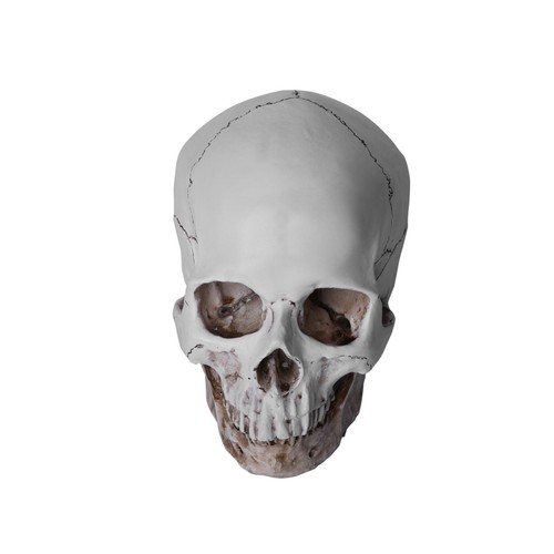 Lifesize realistic human skull - lifesize,