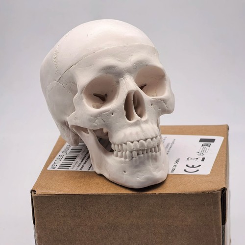 Human skull model for medical - skull,