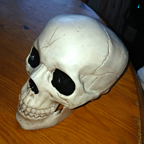 Sainsbury human skull - sainsbury's,