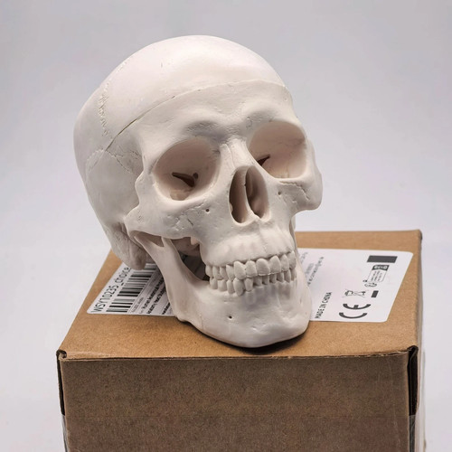 Human skull replica resin - uk,