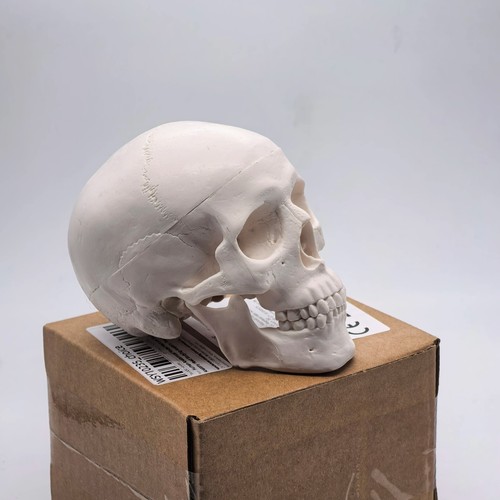Human skull model - skull, medical