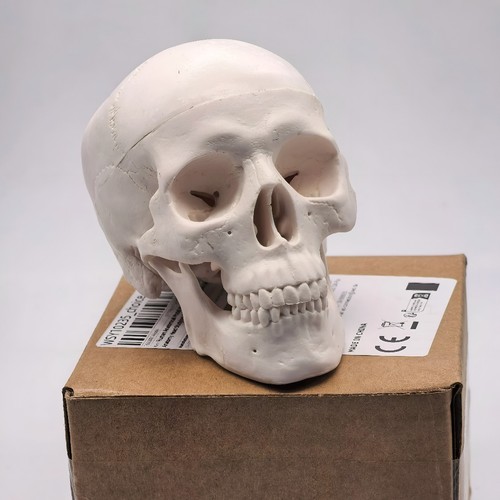 Human skull replica - uk,