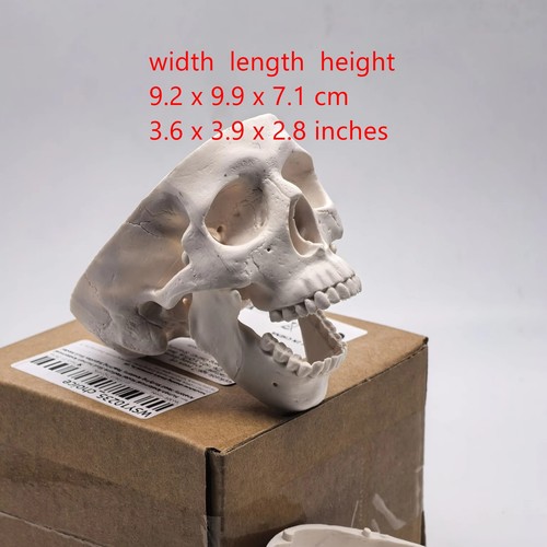 Human skull replica resin - human,