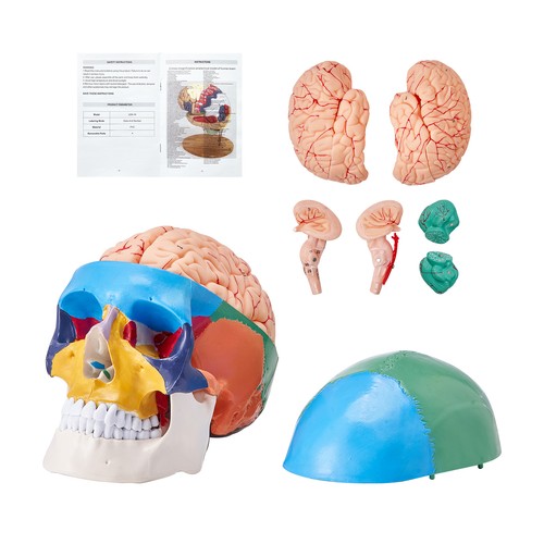 Vevor human skull model - vevor,