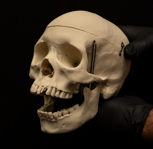 Life size human skull - size,