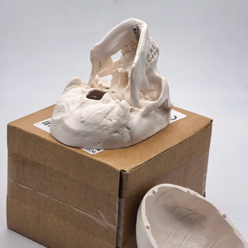 Human skull replica resin - replica,