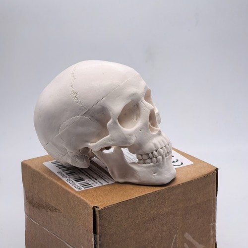 Small human skull model - human, 3d