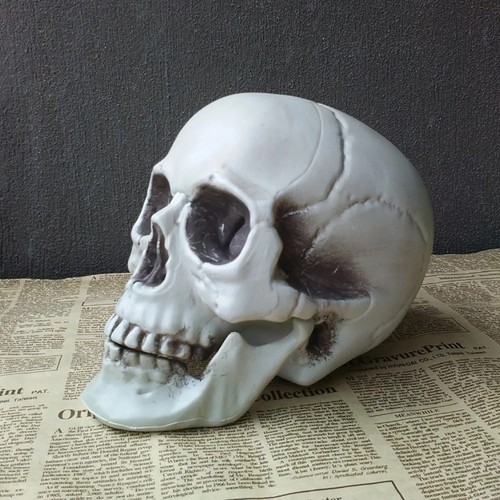 Human skull replica - human, model