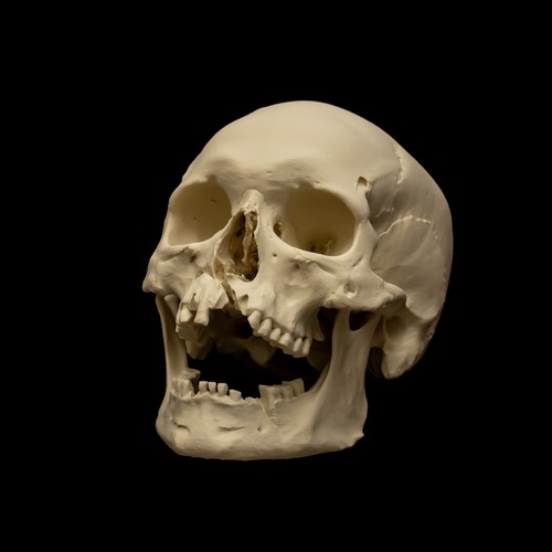 Replica human skull - human,