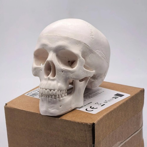 Human skull replica - human, resin