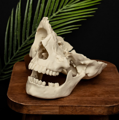 Human skull replica life size - skull,