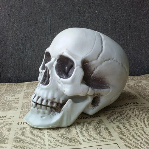 Anatomical medical human skull - anatomical,
