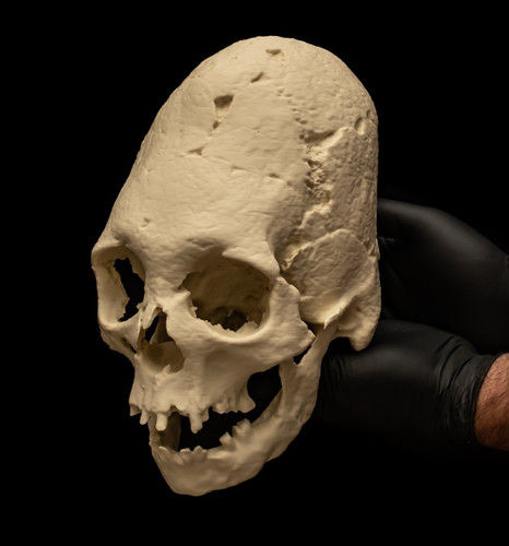 Human skull replica elongated - human,