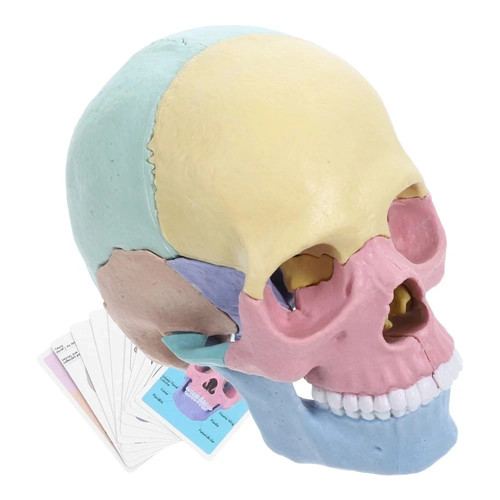 Human skull model for - human,