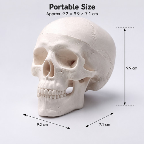 Human skull replica - uk,