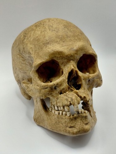 Human skull replica - human,