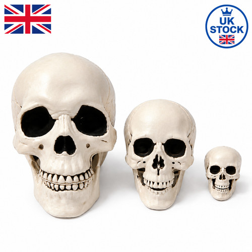 Human skull replica resin - skull,