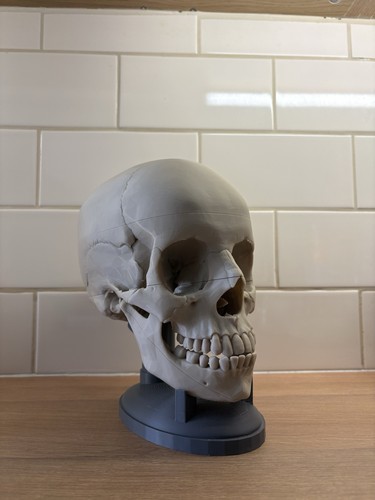 Human skull replica - human,