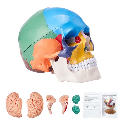 Uimoso human skull model - uimoso,