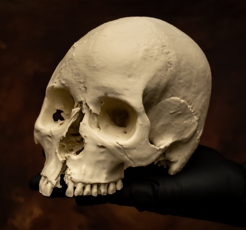 Human skull replica - human,
