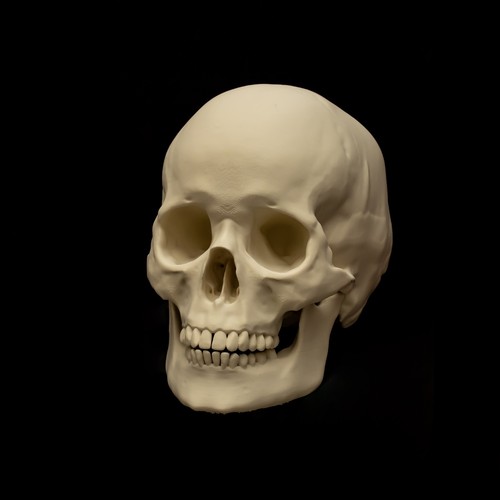 Human skull replica - replica, |