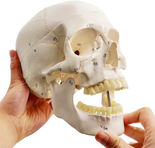 Classic human skull model life - classic,